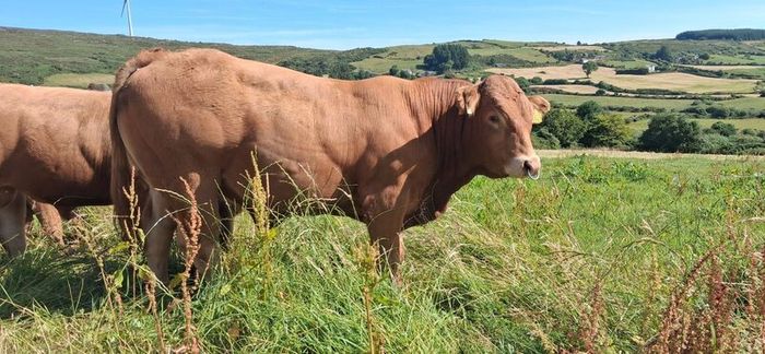 Super Pedigree Limousin Bull