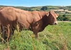 Super Pedigree Limousin Bull