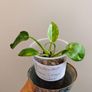 Philodendron Green Congo Hybrid ( Nuclear) Image 10