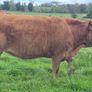 Organic heifers Image 4
