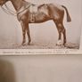 Hunter Stud Book. Volume V First Edition. Containing The Registered Entries Of Hunter Stallions And Hunter Fillies Image 3