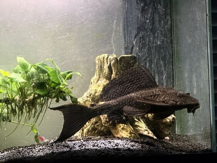 Sucker Fish