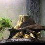 Sucker Fish Image 6