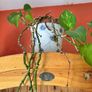 Free to take! Indoor Green Plants (in pots) Image 6