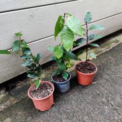 Bay Tree