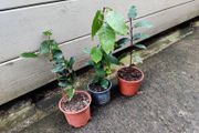 Bay Trees