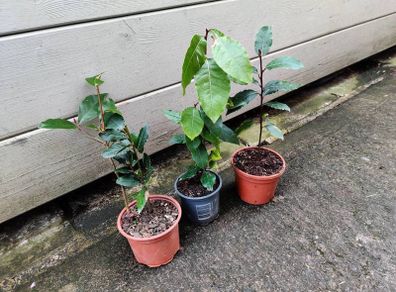 Bay Trees