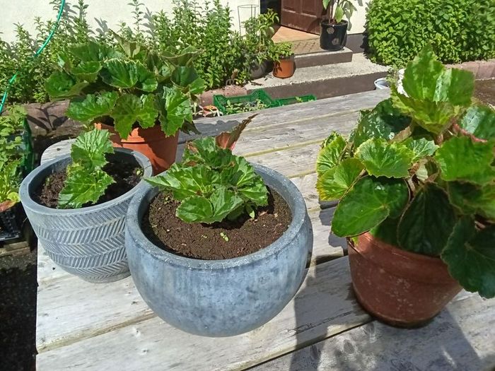 4 Begonias ceramic & terracotta pots