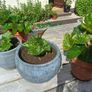 4 Begonias ceramic & terracotta pots Image 3
