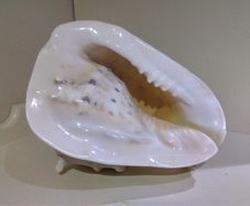 Sea Shell
