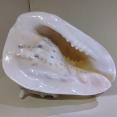 Sea Shell