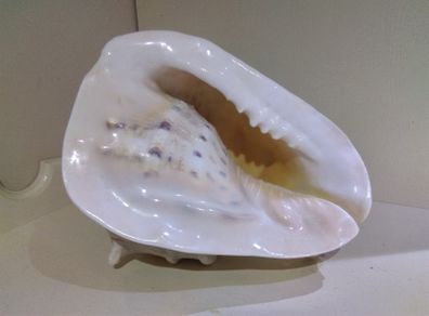 Sea Shell