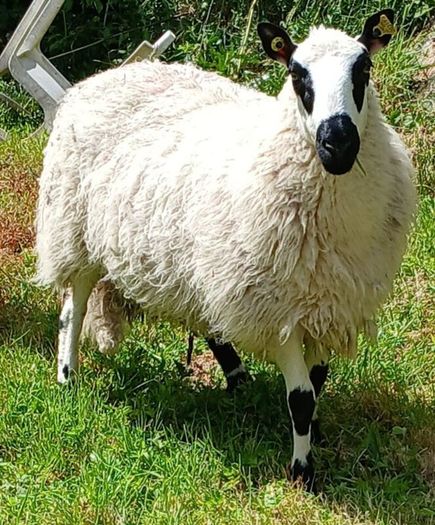 Excellent Kerryhill Hogget rams for sale