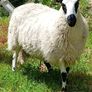 Excellent Kerryhill Hogget rams for sale Image 6