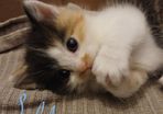 kitten
