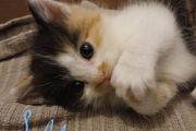 kitten