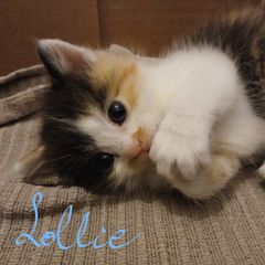 kitten