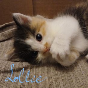 kitten