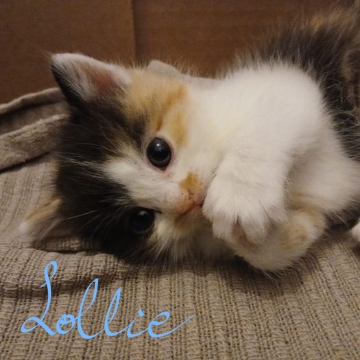 kitten