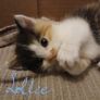 kitten Image 3