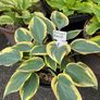 Hostas and other plants for sale Image 5
