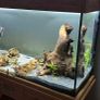 Aquarium/ Fish Tank Aqua One oakstyle complete setup Price Drop Image 3