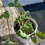 Strawberry Plants Image 4