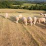 Organic hoggets ch x Image 2