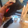Steve Madden Maxilla Trainers Image 3