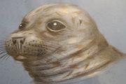 Framed Print Of Grey Seal. In Good Condition.