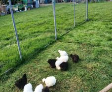 Poultry
