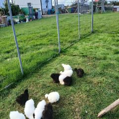 Poultry