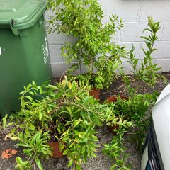 Pomegranate Trees