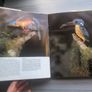 The Nature of Australia Michael Morcombe Image 4