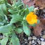 Euro3 for 250+ assorted Marigold seeds Image 3