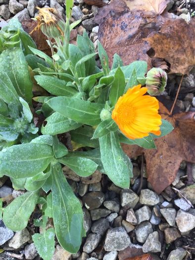 Euro3 for 250+ assorted Marigold seeds