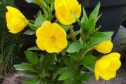 Evening Primrose