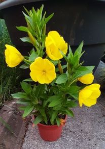 Evening Primrose