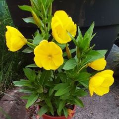 Evening Primrose