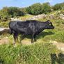 Cow and calf for sale Image 4
