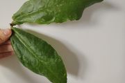 Hoya Undulata
