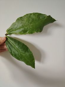 Hoya Undulata