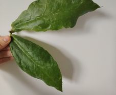Hoya Undulata