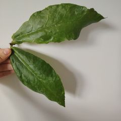 Hoya Undulata