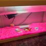 White fish tank Image 5