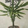 Dracaena Image 3