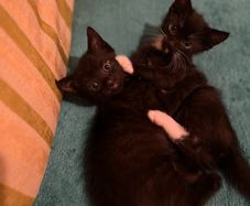 kittens