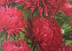 China Aster- Red Paeony Seeds