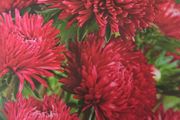 China Aster- Red Paeony Seeds