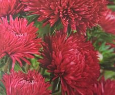 China Aster- Red Paeony Seeds